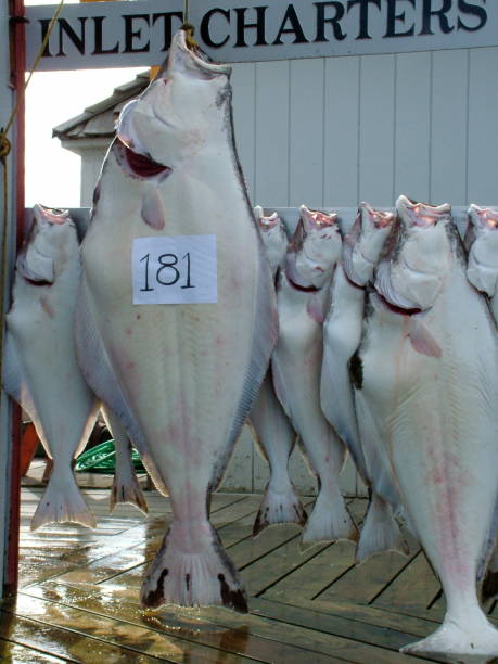 where to buy stockfish in Norway